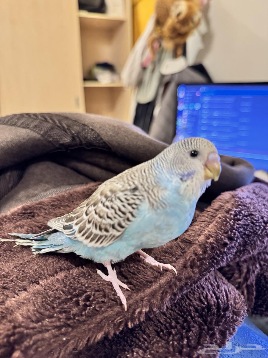 Dutch budgie threatened (Sold)63009301015425112