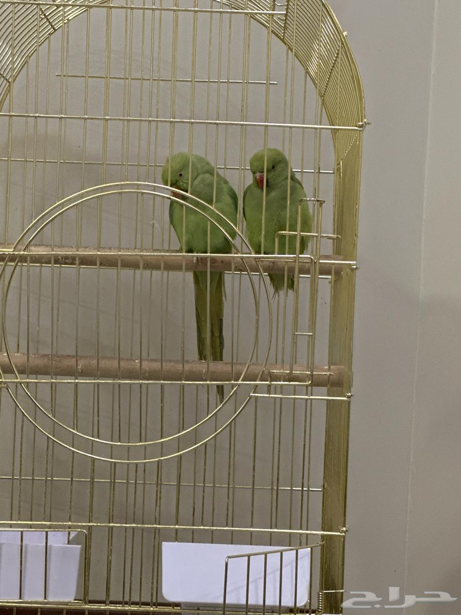 Birds - Parrot63180087120770111
