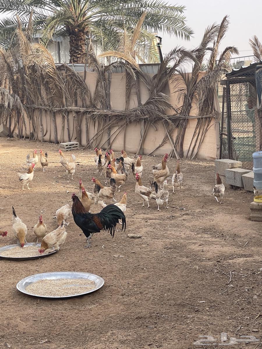 For sale: 35 local chickens, approximately, a few more or less63179603387522114