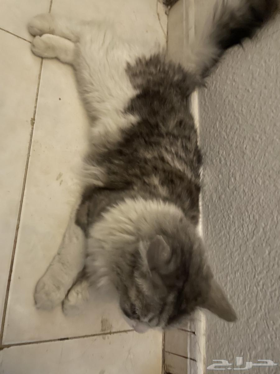Cat for sale63180570718593111