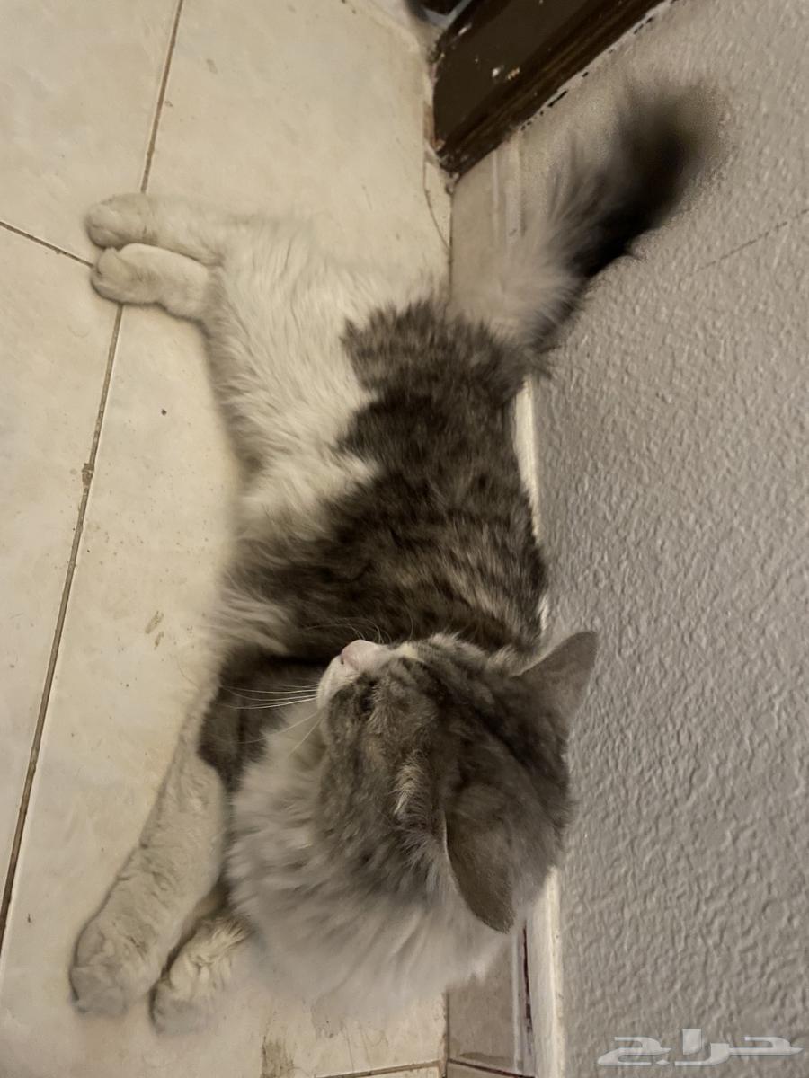 Cat for sale63180570718593117