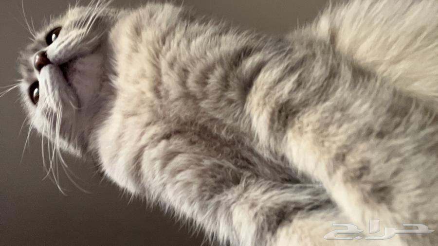 A Scottish cat for sale63180079074946112