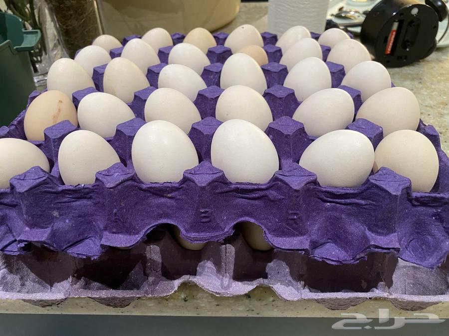 بيض بلدي للبيع  الموقع محافظة المندق63182026000386110