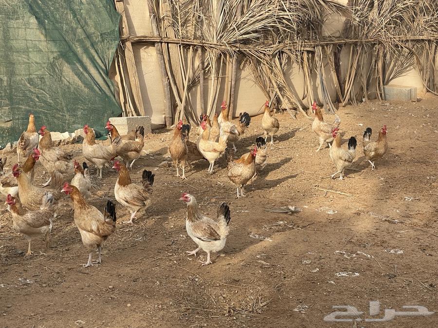 For sale: 35 local chickens, approximately, a few more or less63179603387522111