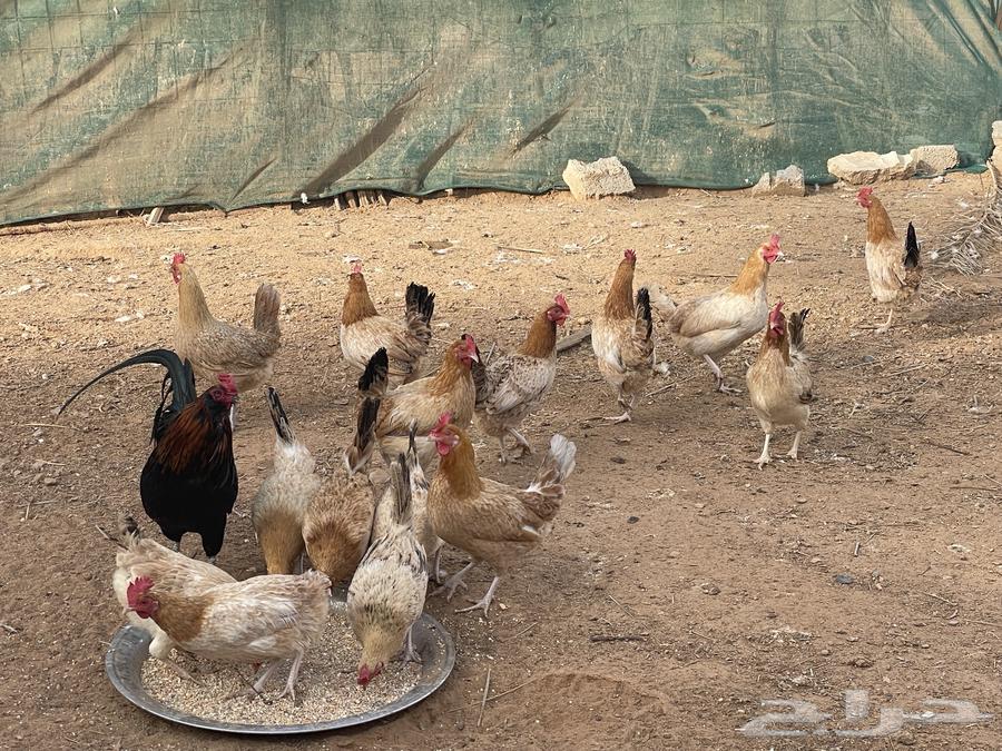 For sale: 35 local chickens, approximately, a few more or less63179603387522113