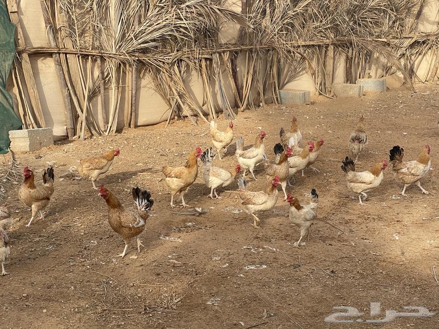 For sale: 35 local chickens, approximately, a few more or less631796033875221112