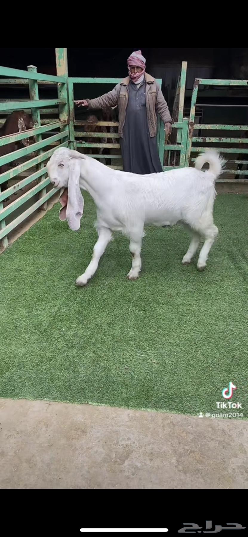 Tis hybrid with Bashar631805668788511110