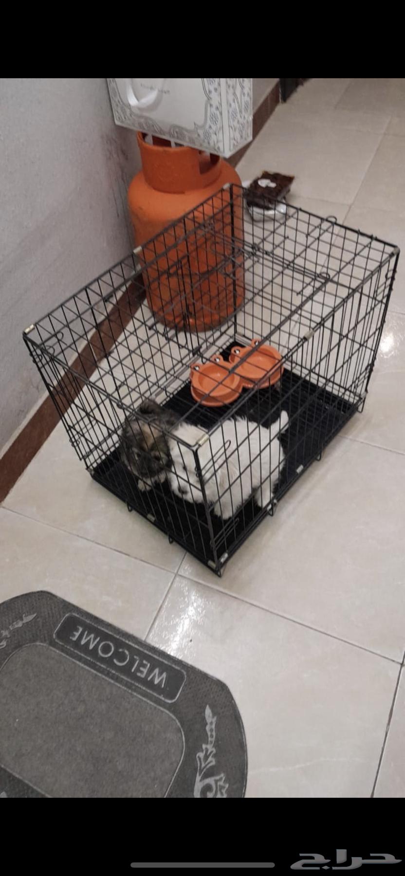 Two Maltese dogs for sale63180086932099111