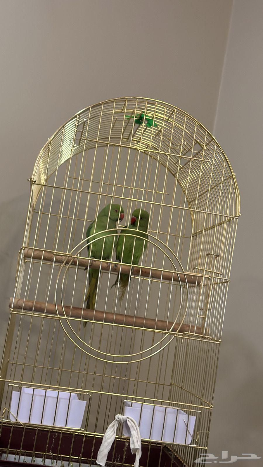 Birds - Parrot63180087120770117