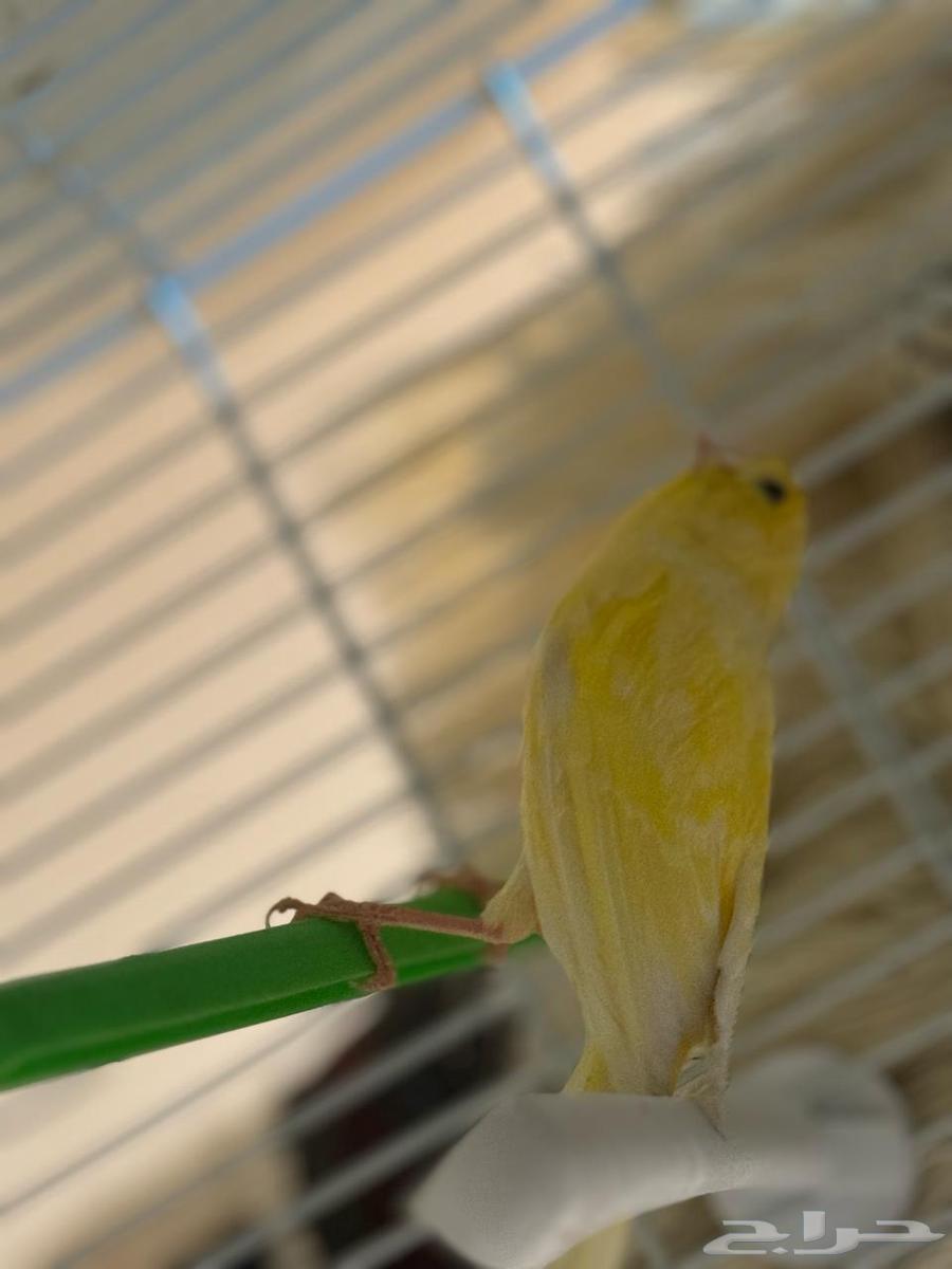 Canary bird for sale63180063761025114