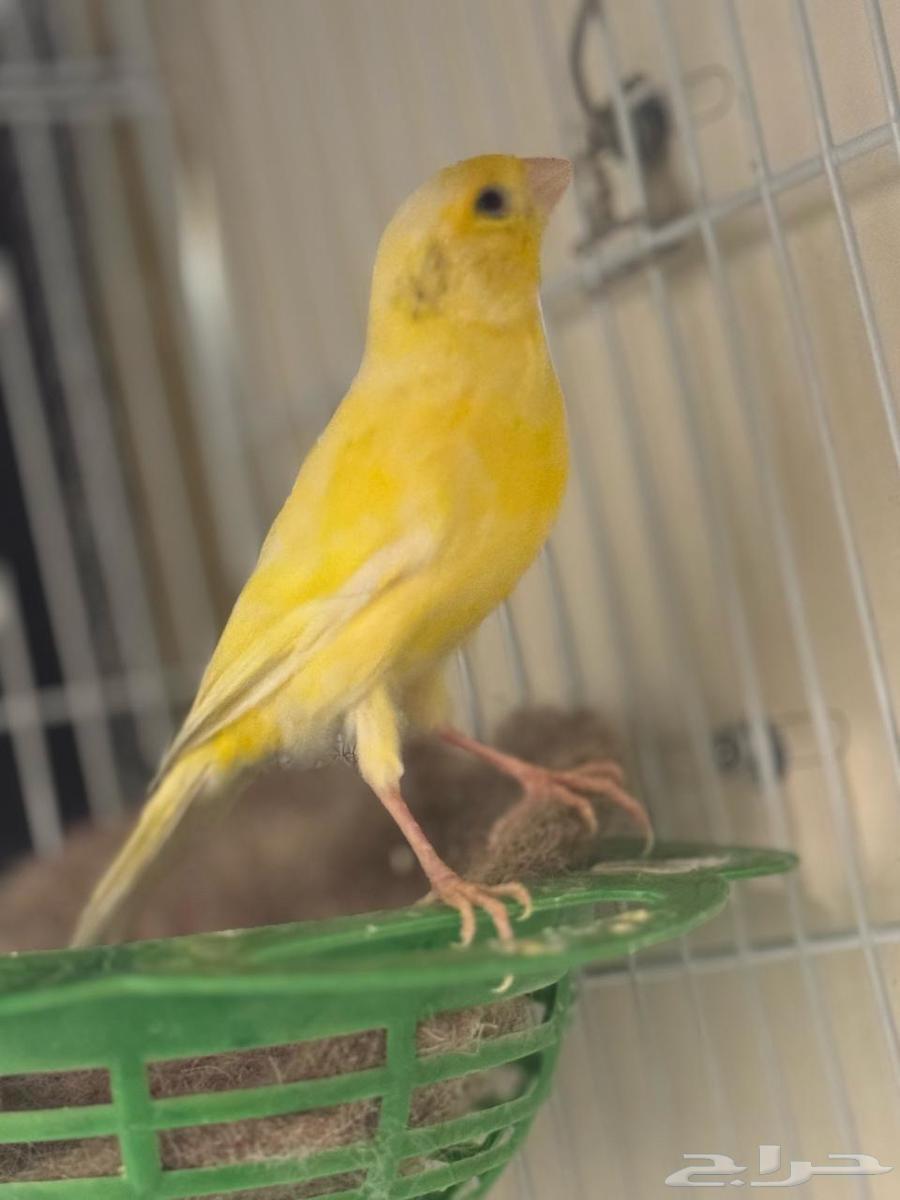 Canary bird for sale63180063761025113