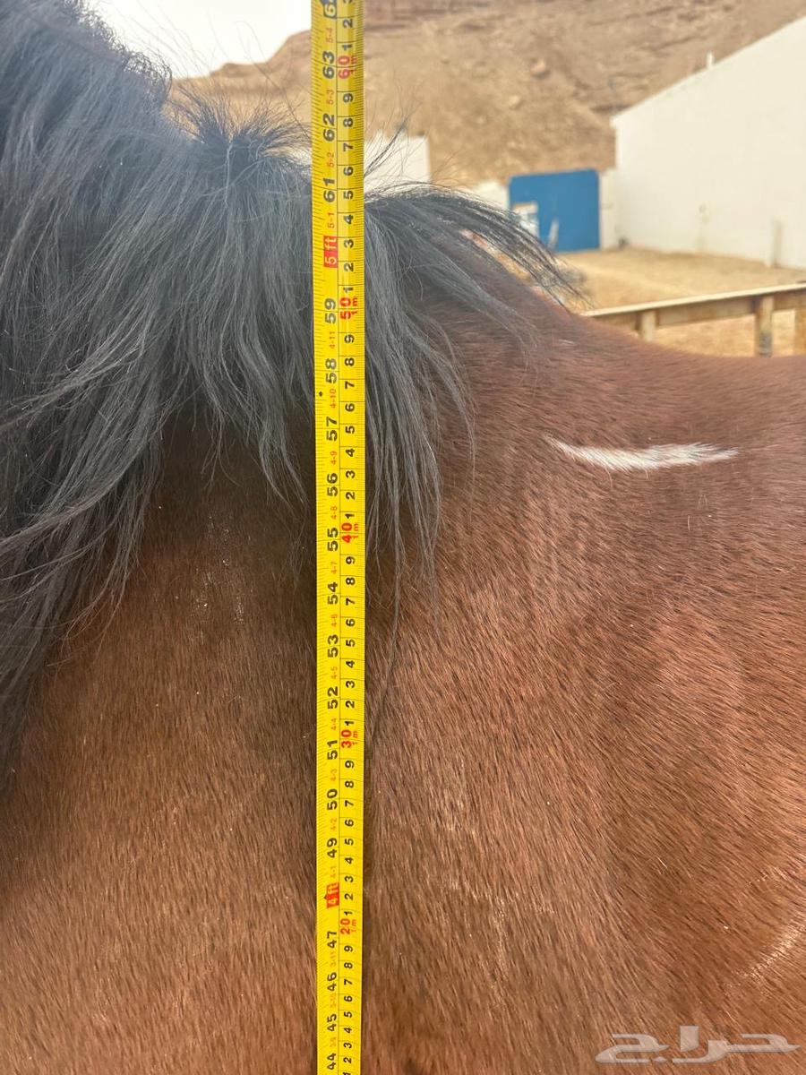 Horses and camels for sale63179595066882112