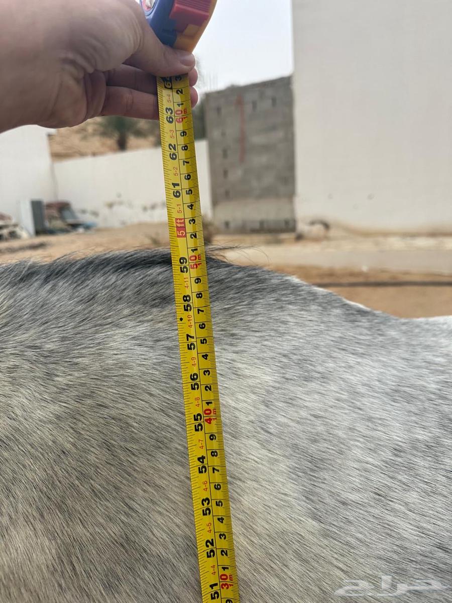 Horses and camels for sale63179595066882113