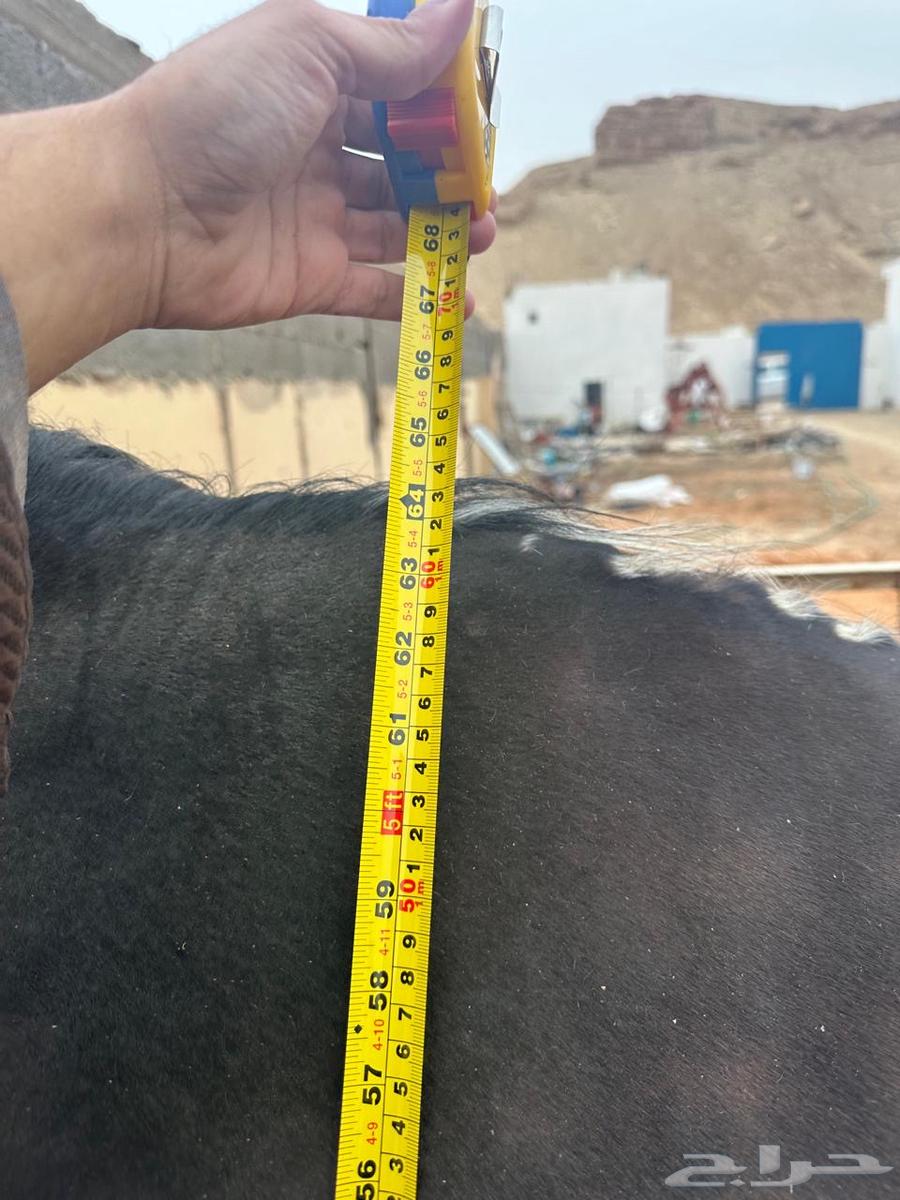 Horses and camels for sale63179595066882111