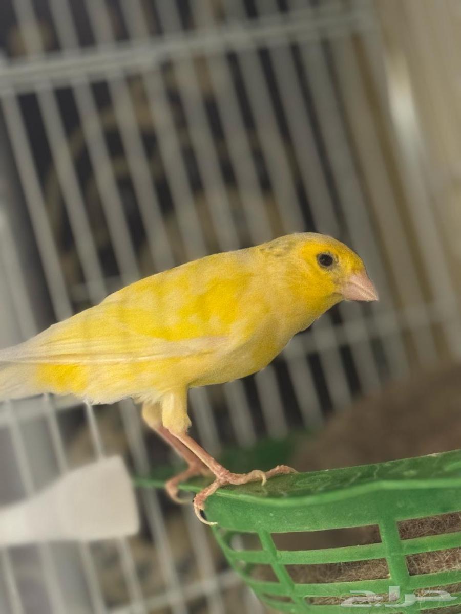 Canary bird for sale63180063761025111