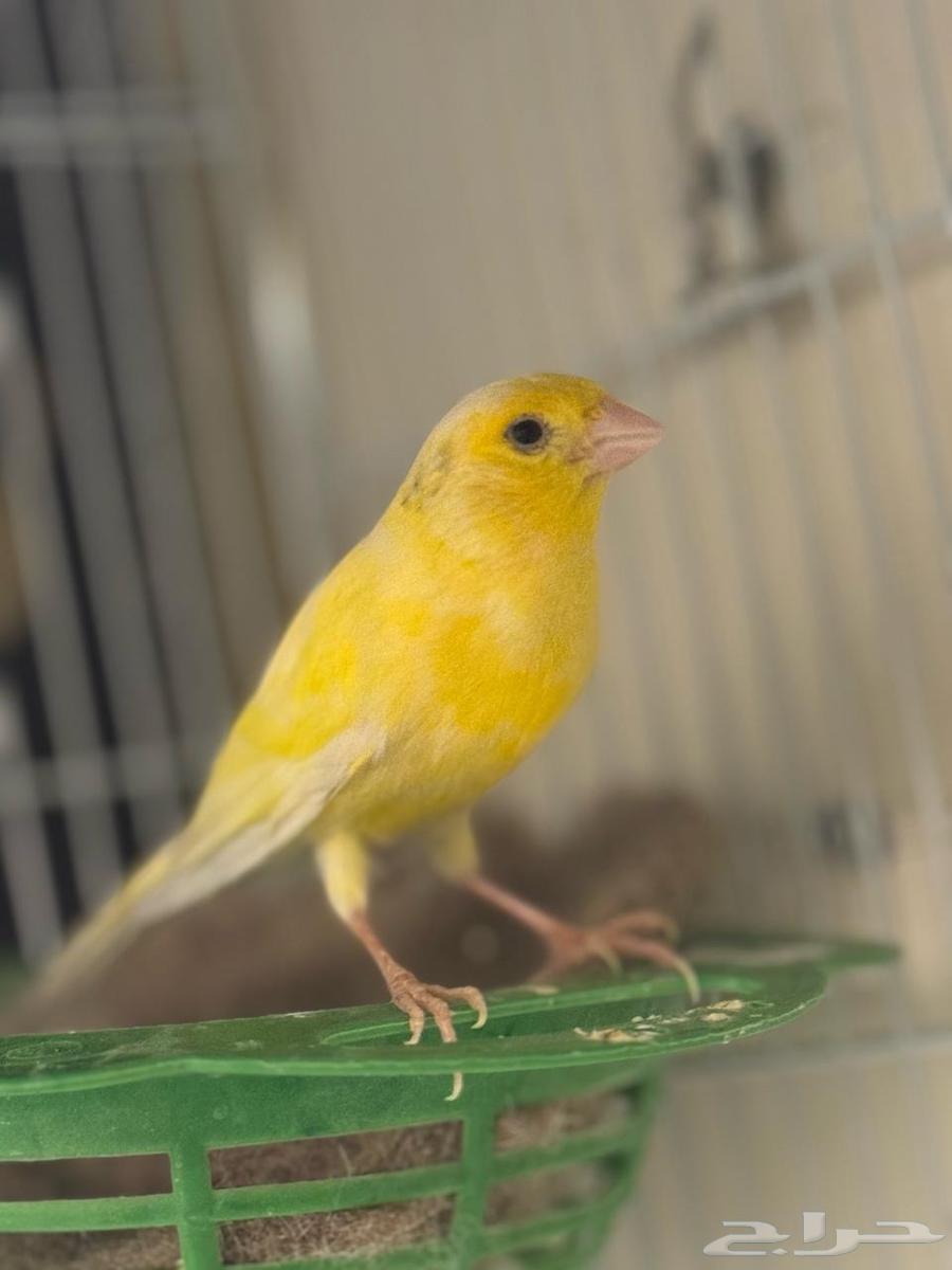 Canary bird for sale63180063761025112