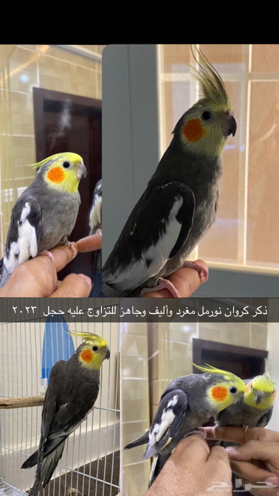 ذكر كروان أليف ومغرد تم البيع63177340562305111