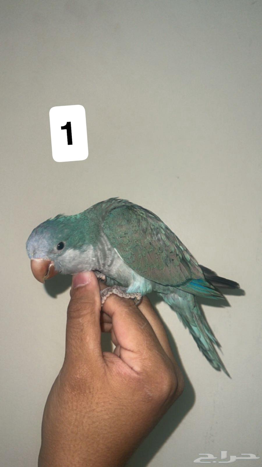 للبيع كويكر فايلوت عمر 4 اشهر63177344648963117