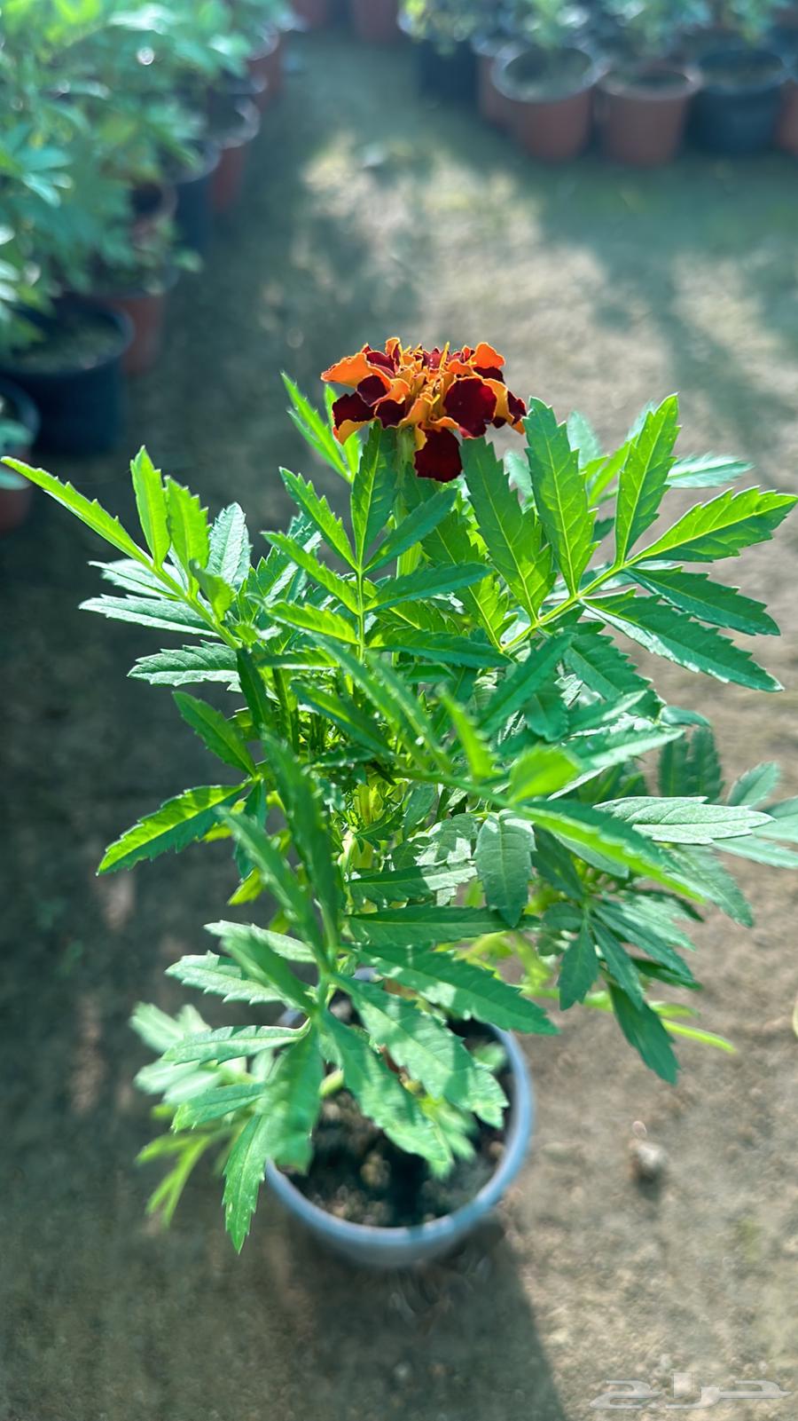 Seedlings at wholesale price in various lengths63177336932225113