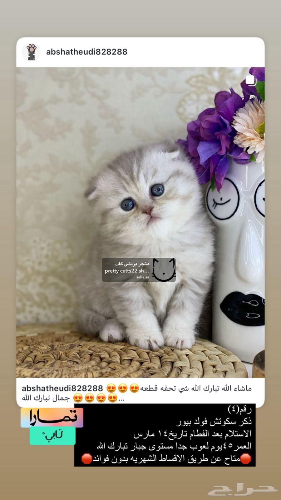 كيتنز كيتن سكوتش فولد لونغ هير سكوتش فولد تربل فولد شورت قط63178175601921112