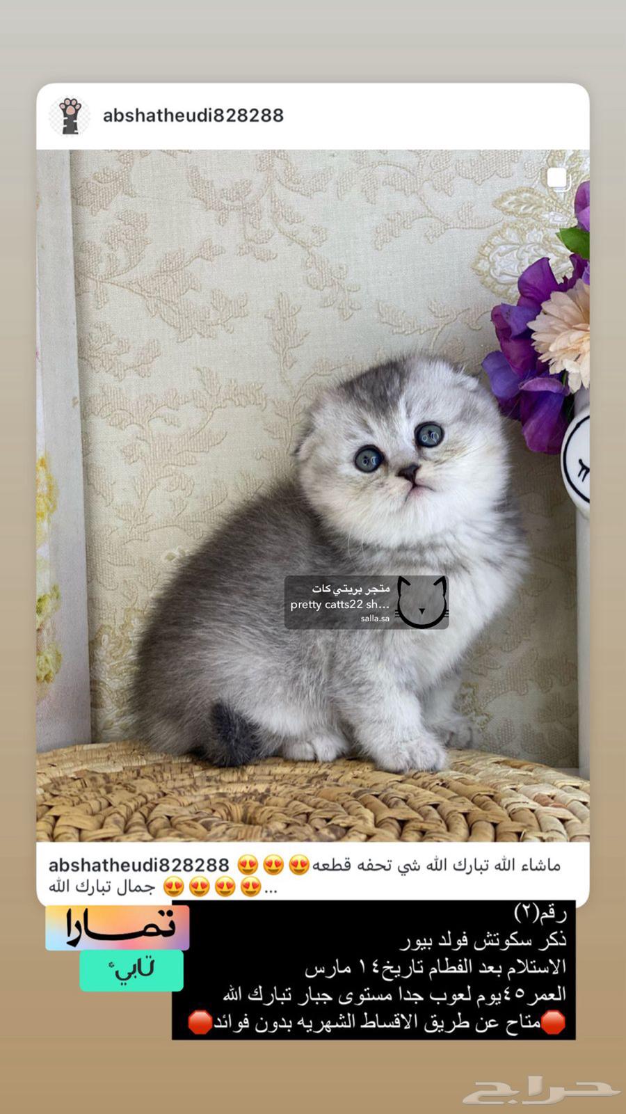 كيتنز كيتن سكوتش فولد لونغ هير سكوتش فولد تربل فولد شورت قط63178175601921111