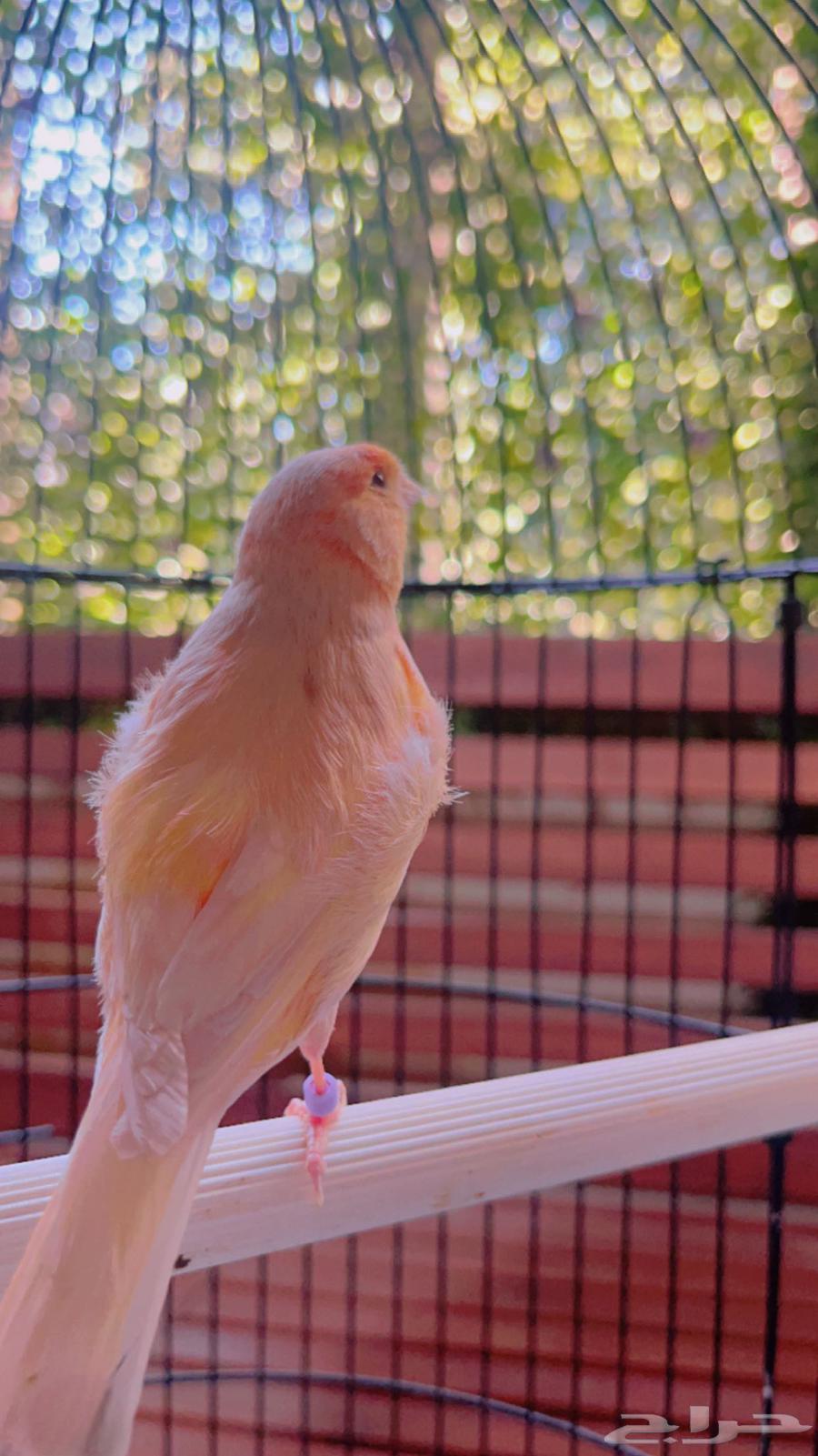 Peachy Jasper Canary mentioned (Sold)631791002672651118