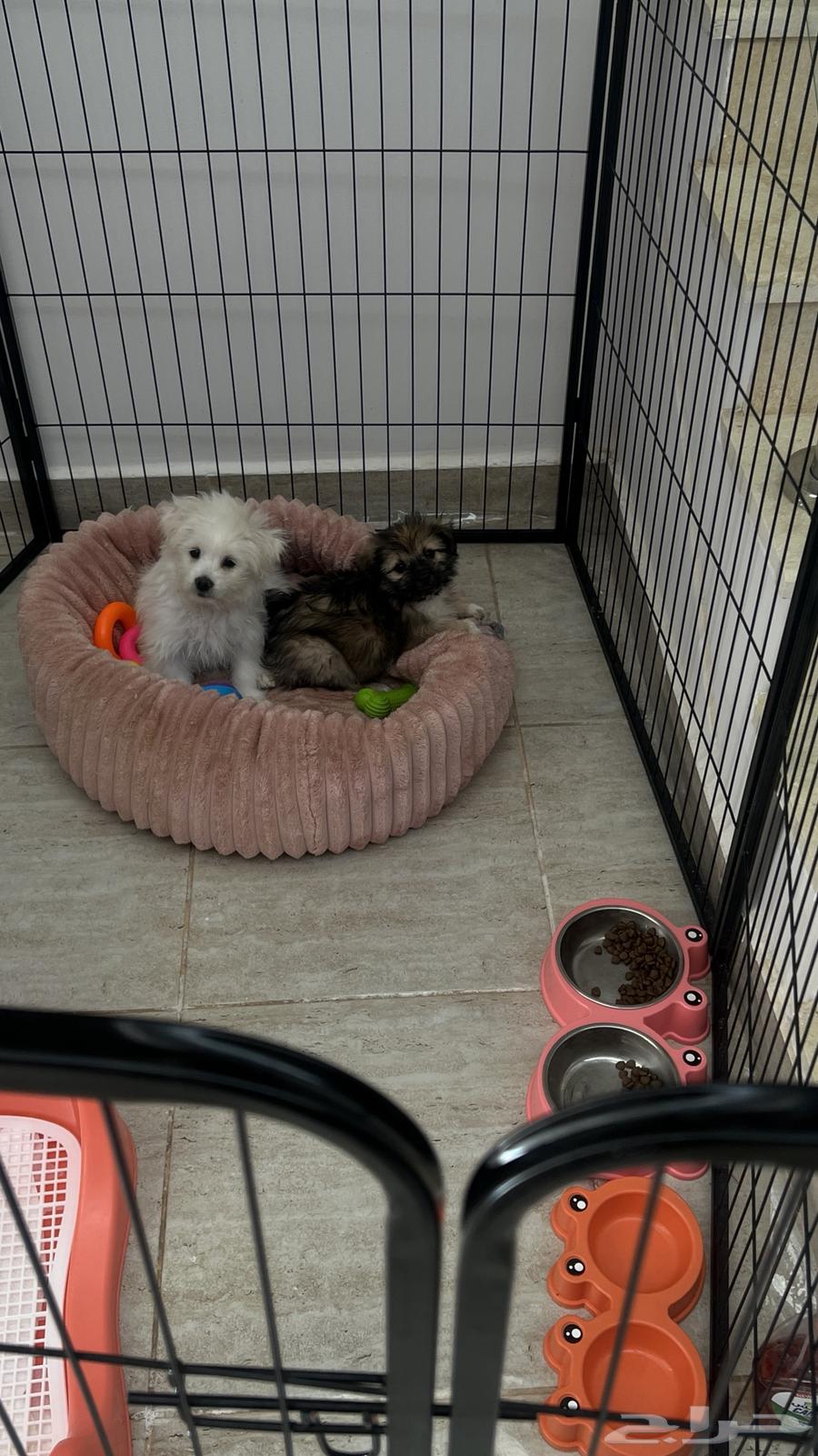 Two Maltese dogs for sale63180086932099113