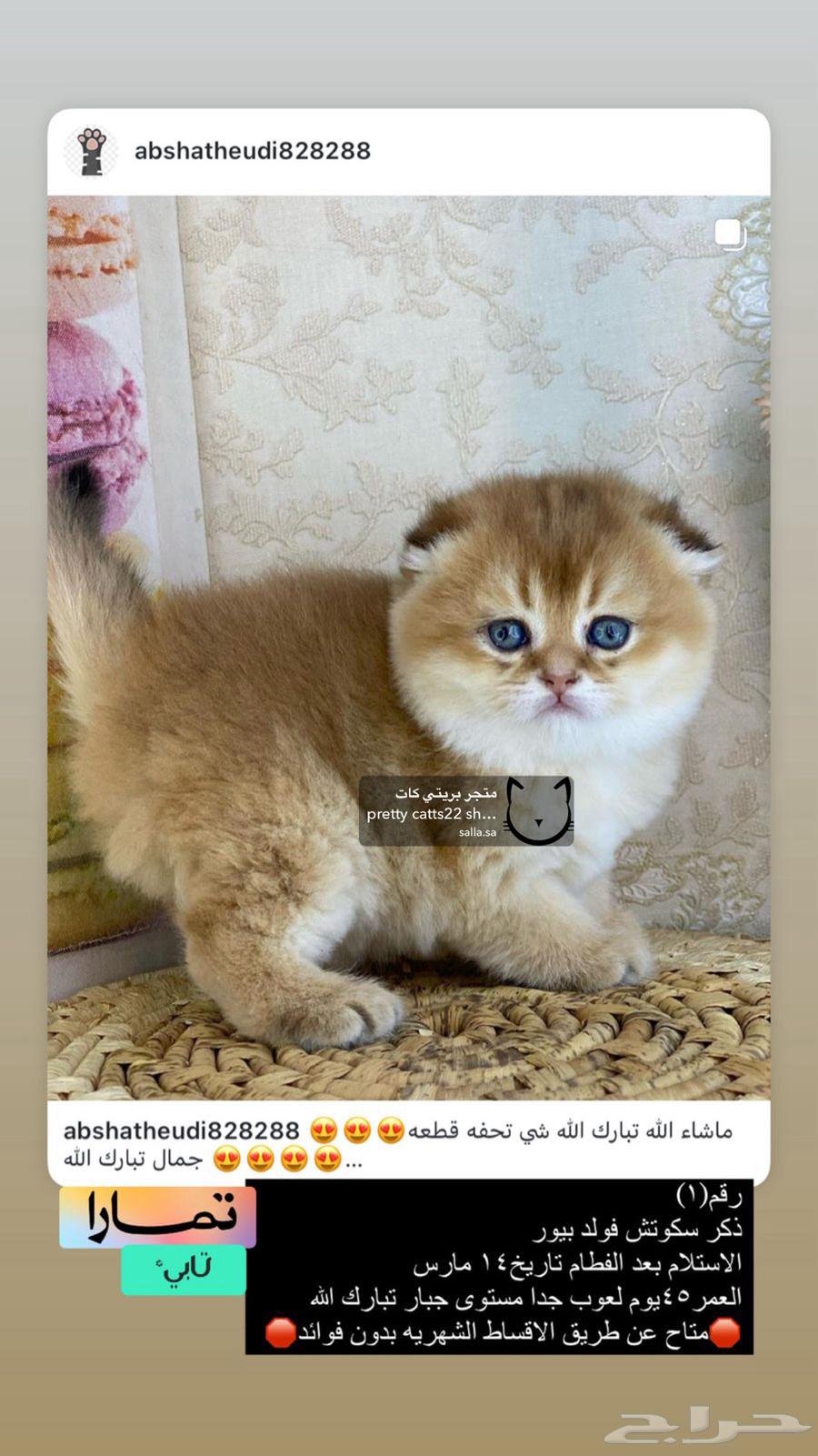 كيتنز كيتن سكوتش فولد لونغ هير سكوتش فولد تربل فولد شورت قط63178175601921110