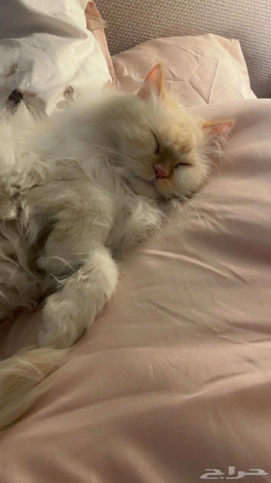 A cat has been lost for four days in the western Al-Naseem neighborhood; whoever finds it will be rewarded with 200 Riyals.63180098910211119