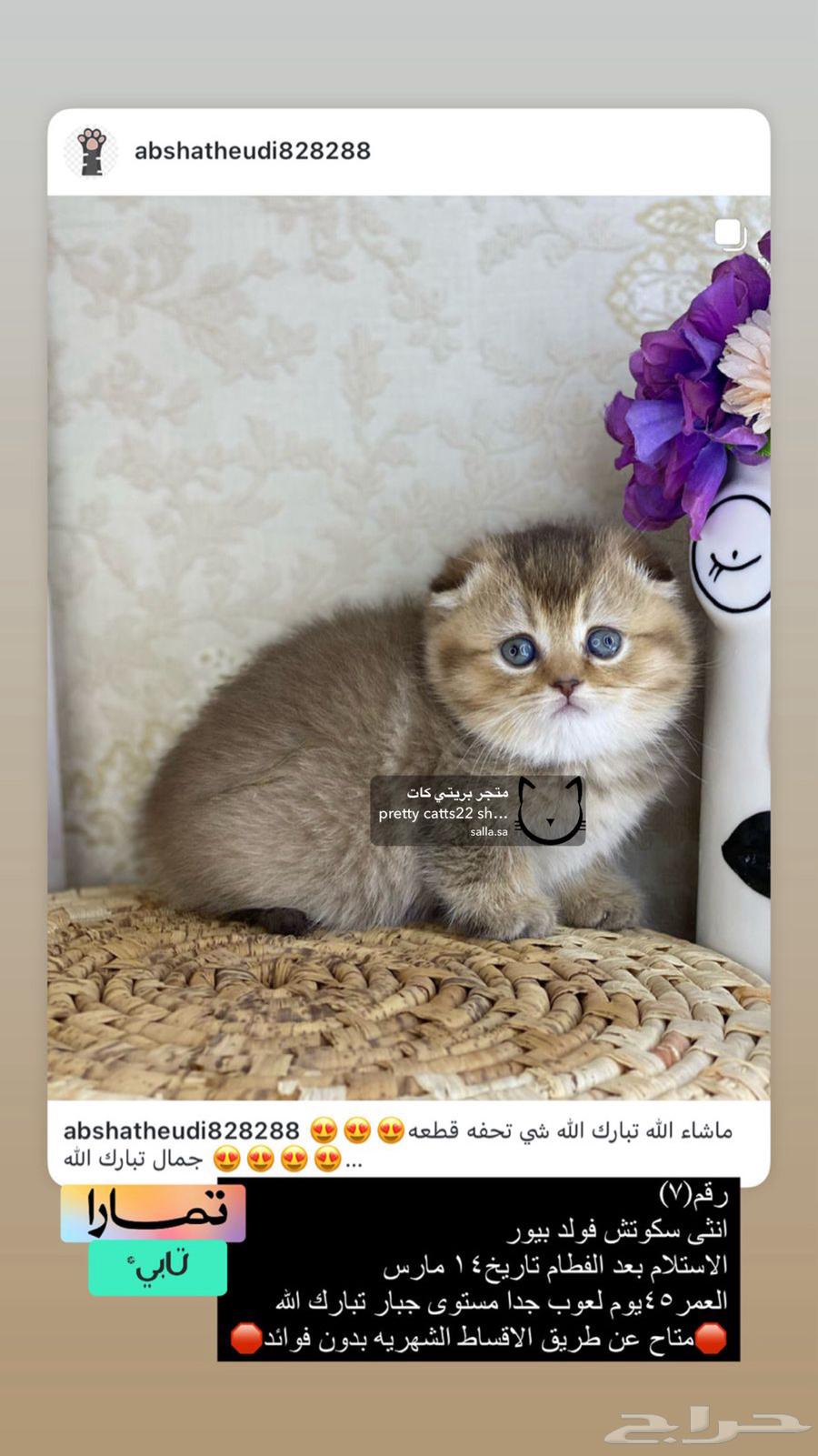 كيتنز كيتن سكوتش فولد لونغ هير سكوتش فولد تربل فولد شورت قط63178175601921114