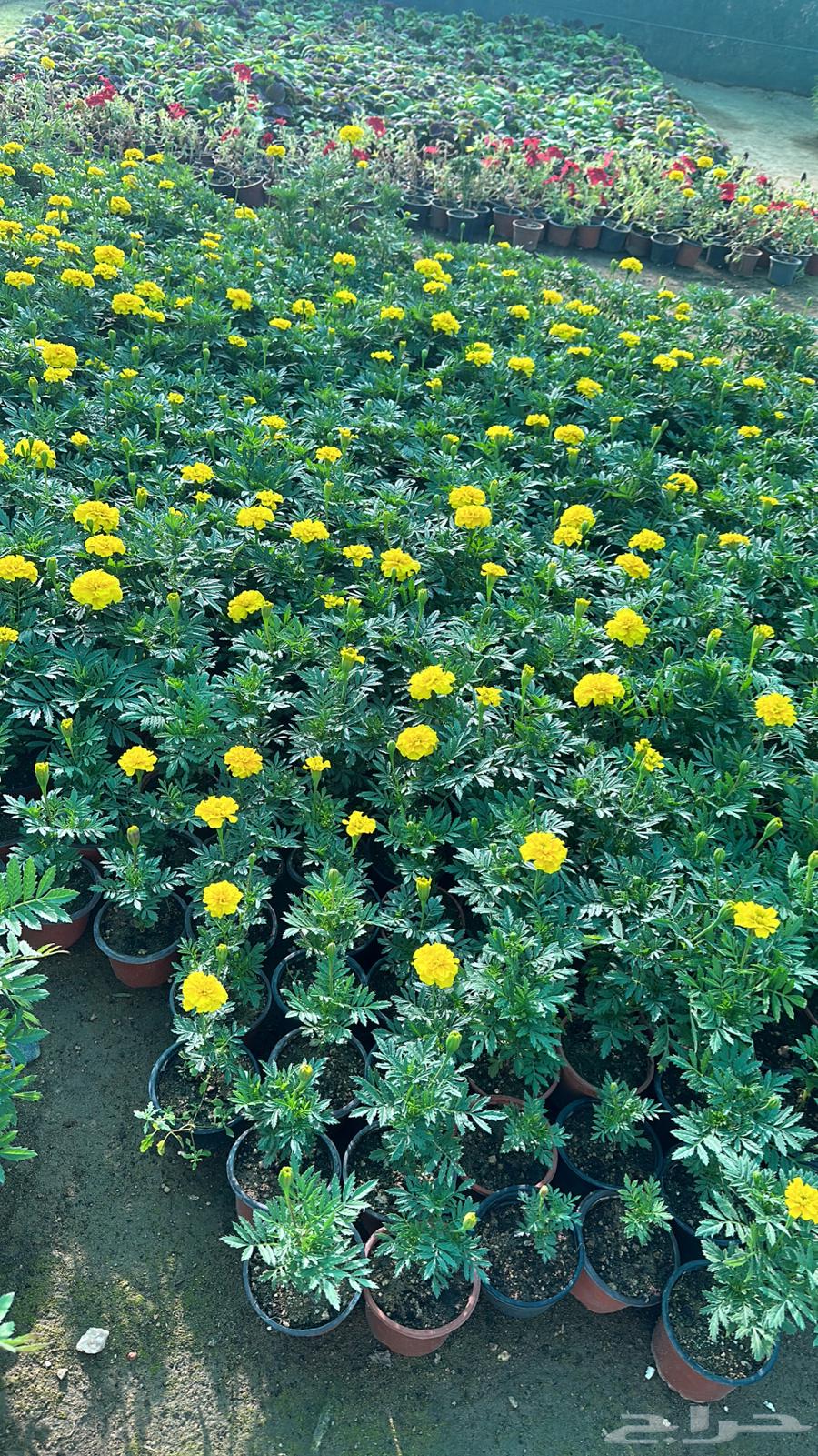 Seedlings at wholesale price in various lengths63177336932225114