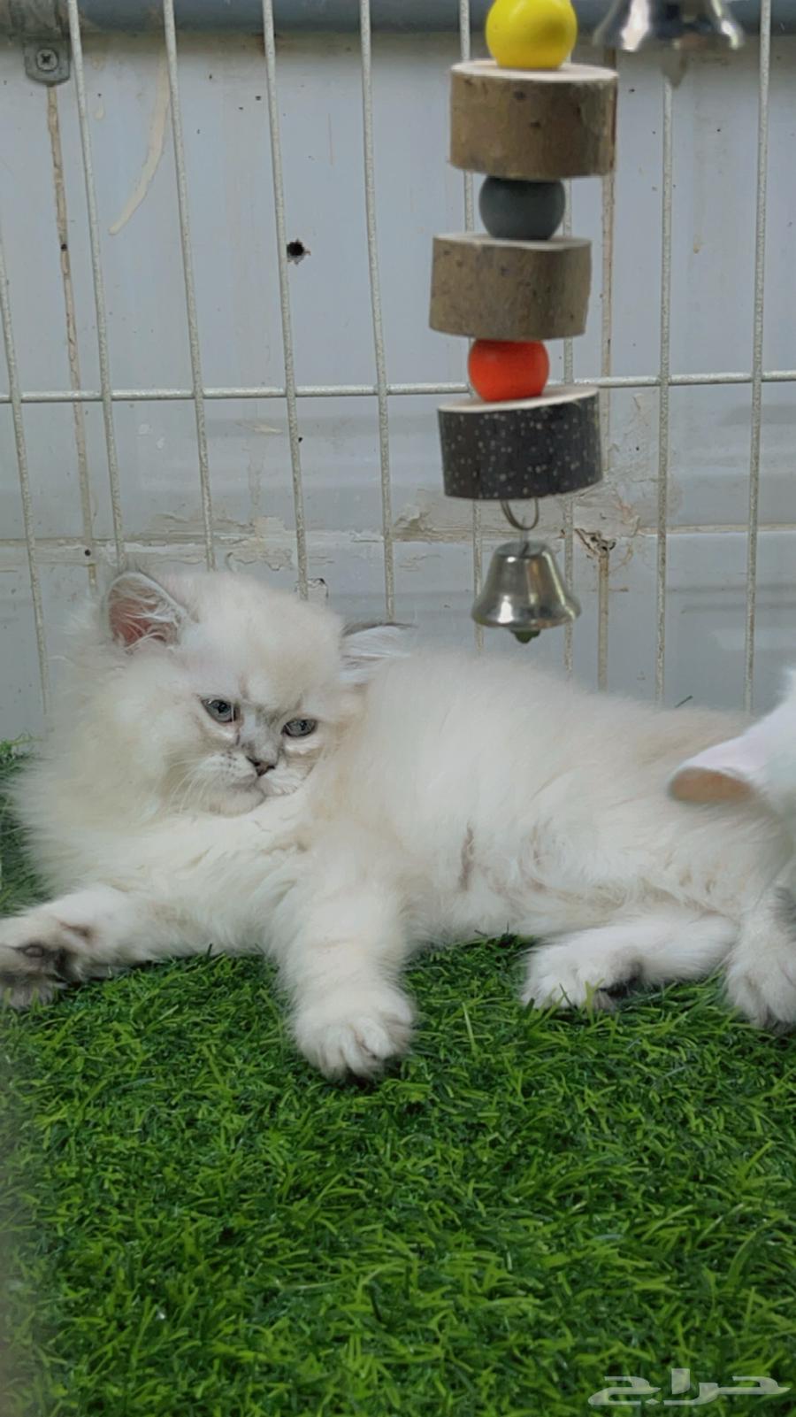 Cat hotel63178664931202111