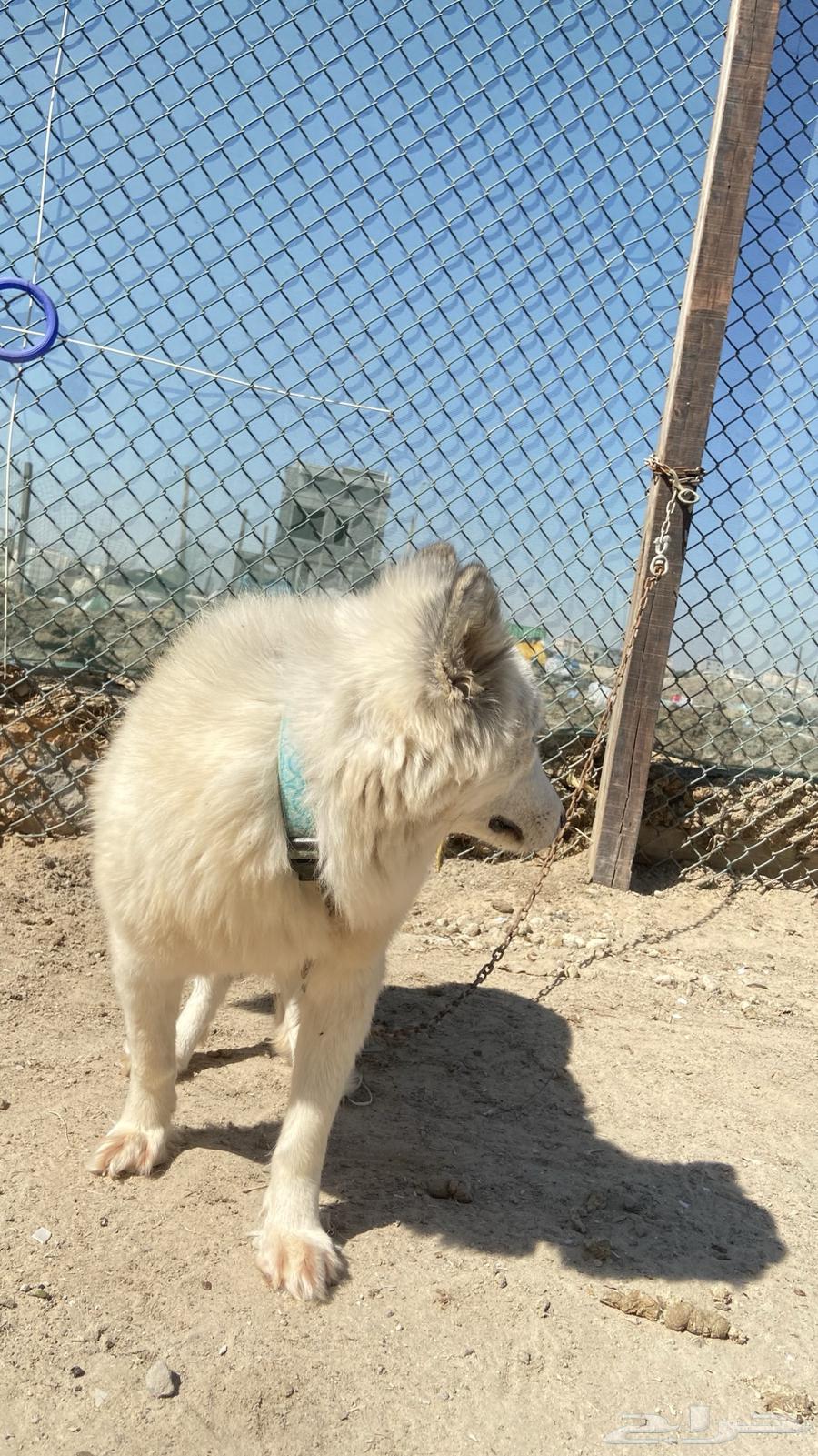 For sale: female Husky63178166809985112