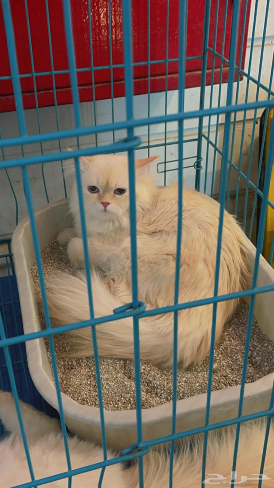Cat hotel631786649312021116