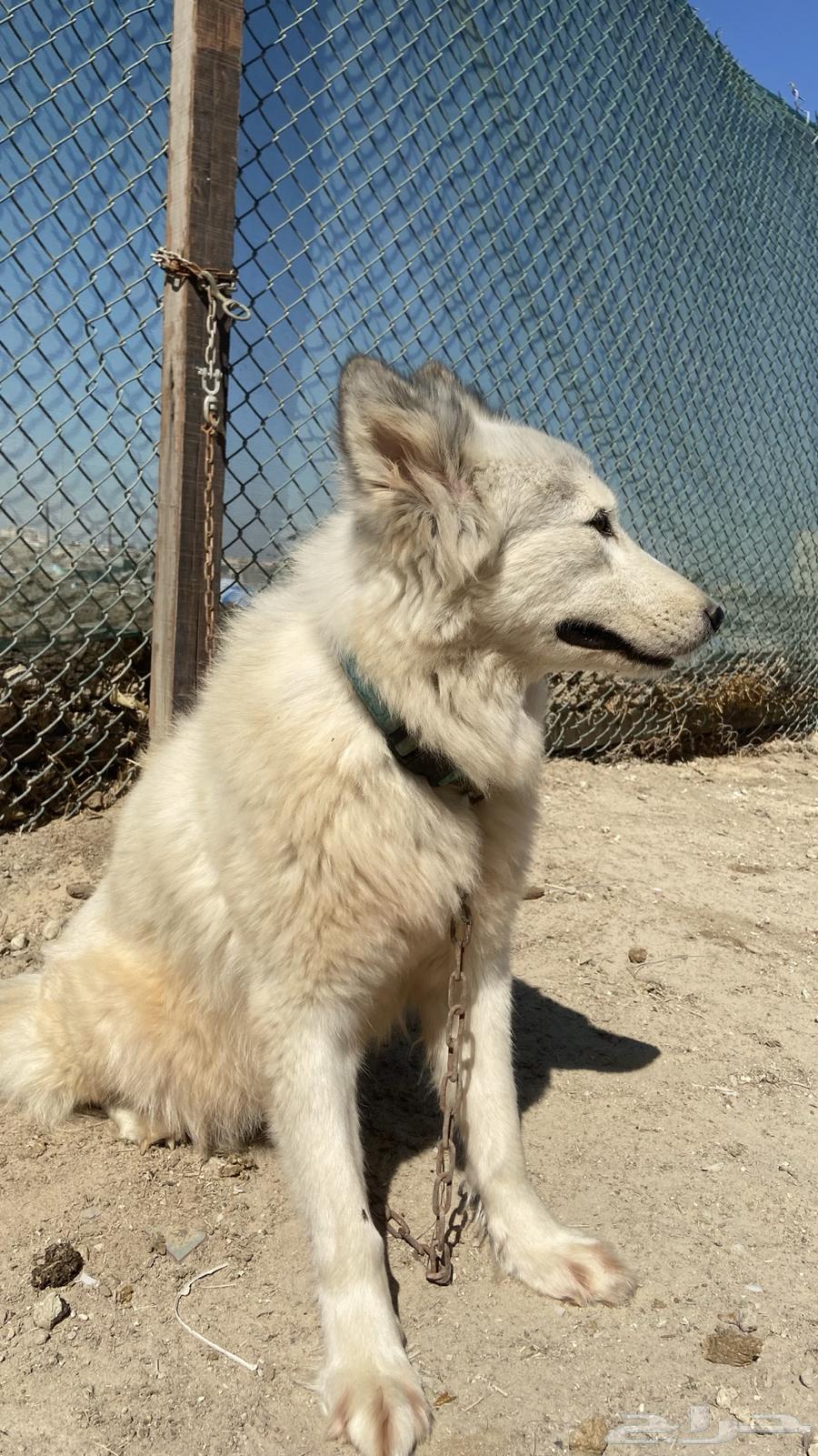 For sale: female Husky63178166809985111