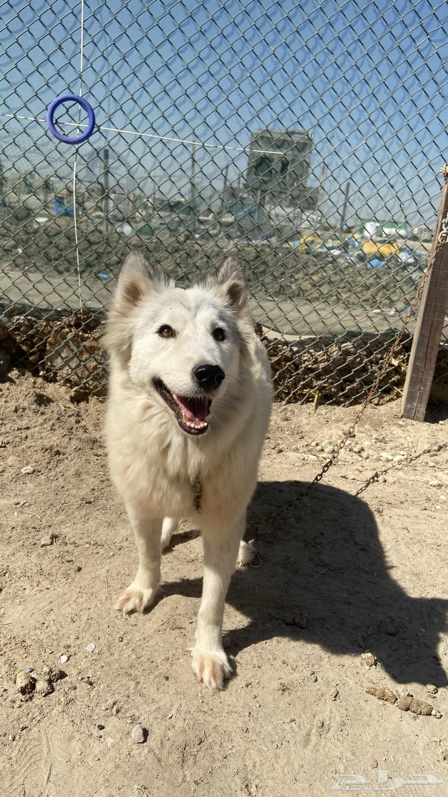For sale: female Husky63178166809985119