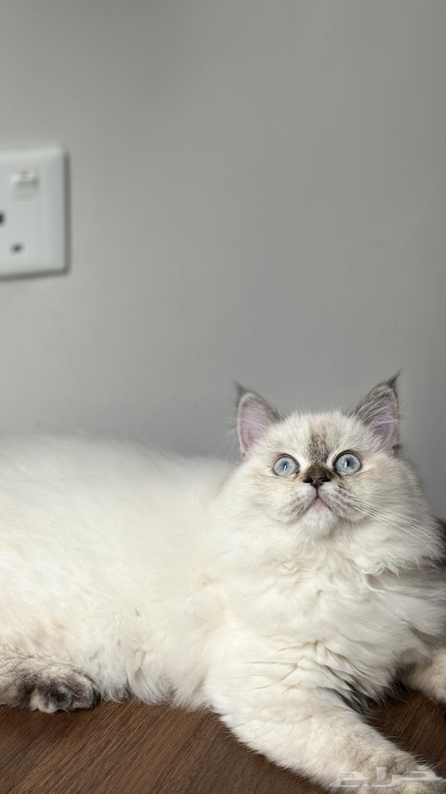 Shirazi and Himalayan hybrid cat63178155951619111