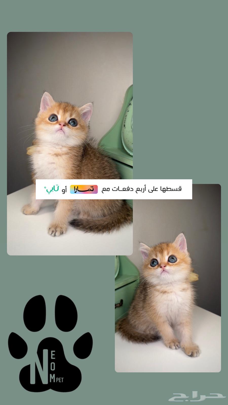 Scotch Fold, British Gold, Street Short Hair, Shirazi, Himalayan cats for sale63178653211394111