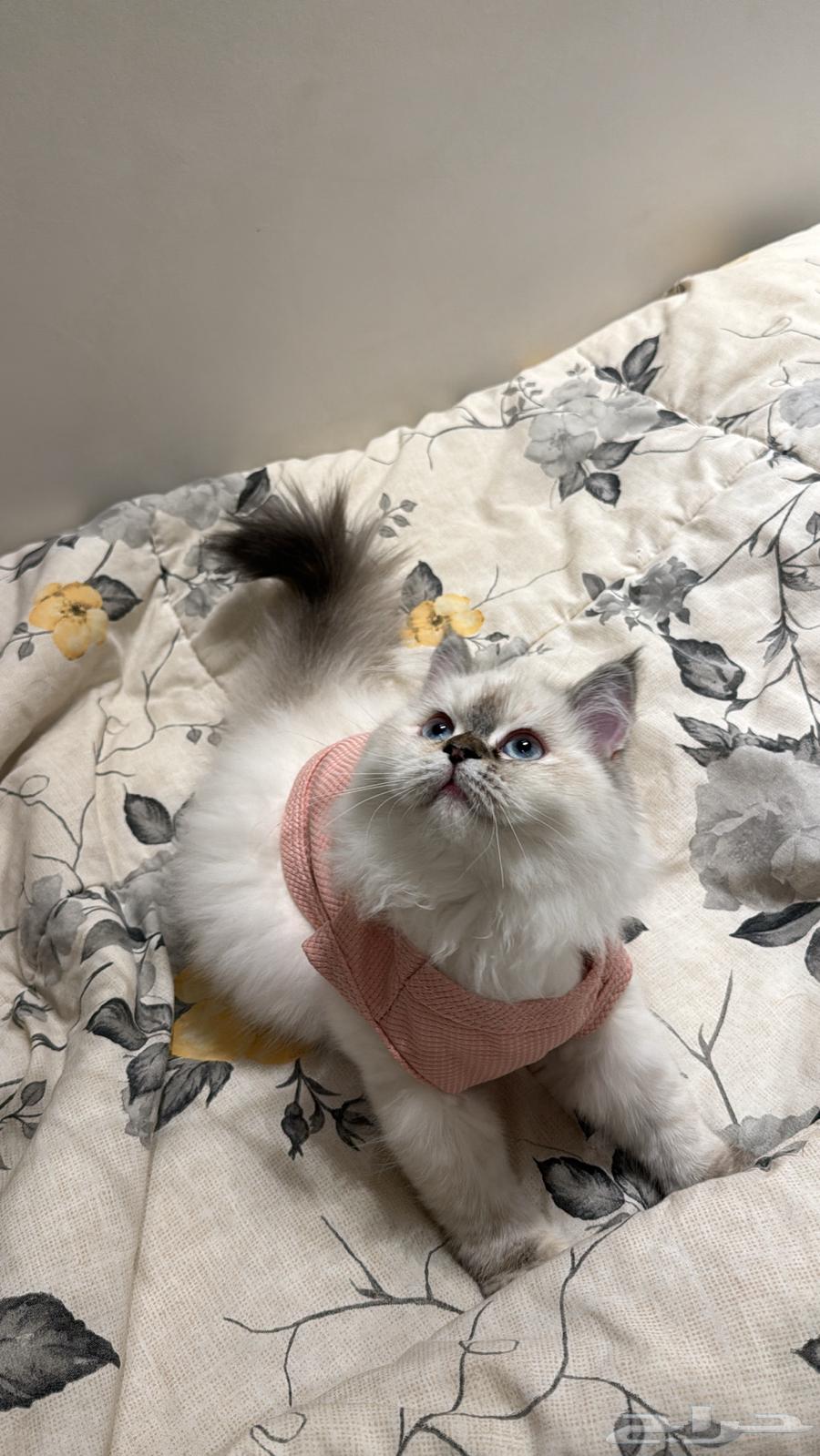 Shirazi and Himalayan hybrid cat63178155951619112