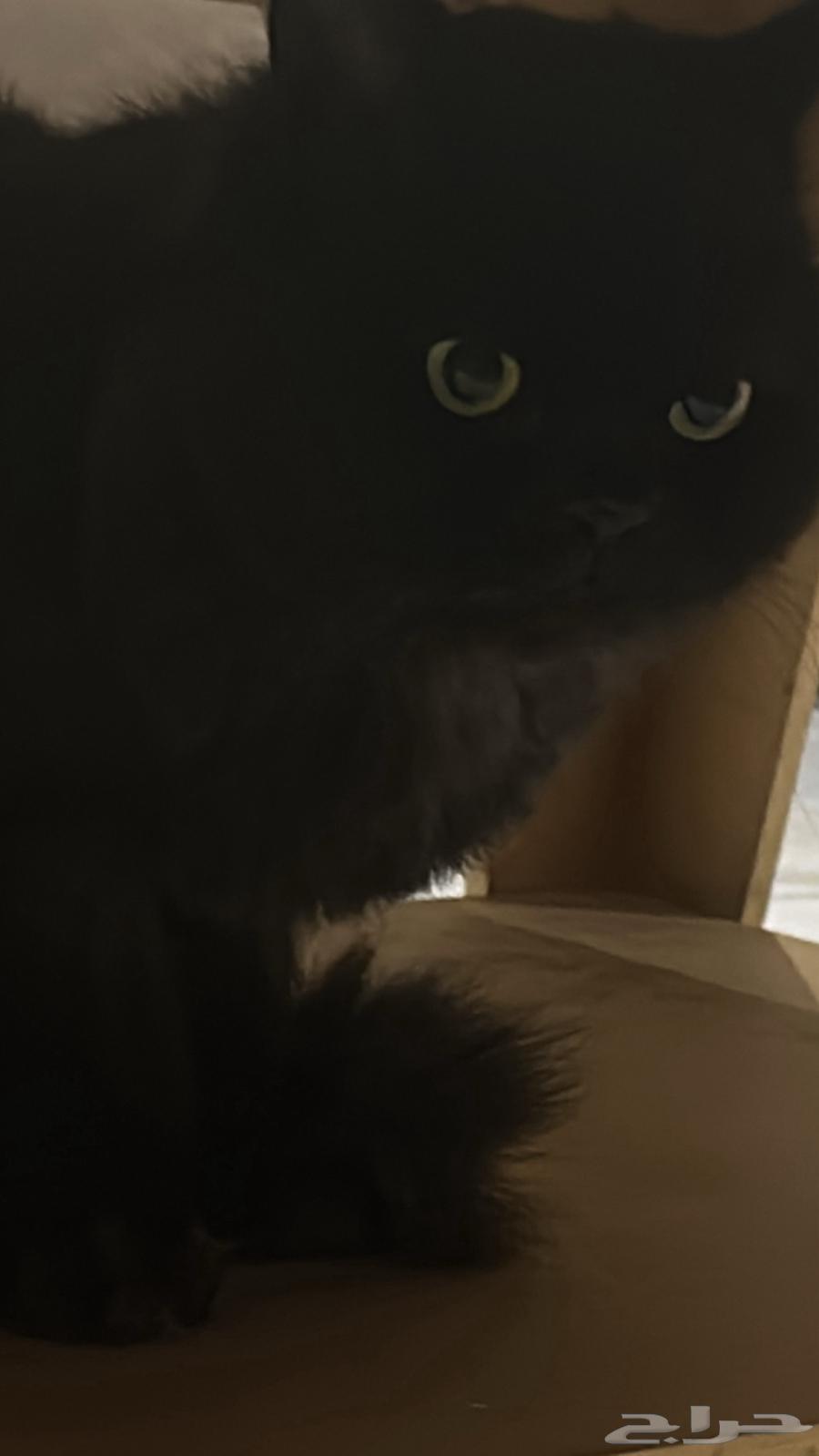 Lost black Shirazi cat, reward of 2000 for whoever finds it63177336436739112