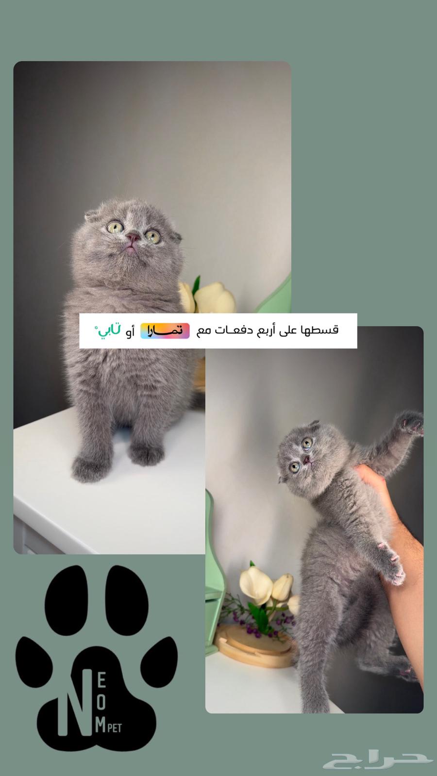 Scottish Fold kittens for sale in Dammam, Khobar, Al Jubail. Persian and Himalayan kittens available.63177700424449111