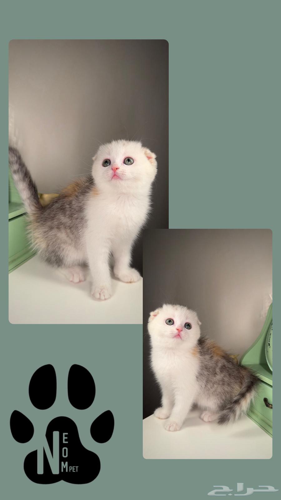 Scotch Fold, British Gold, Street Short Hair, Shirazi, Himalayan cats for sale63178653211394113