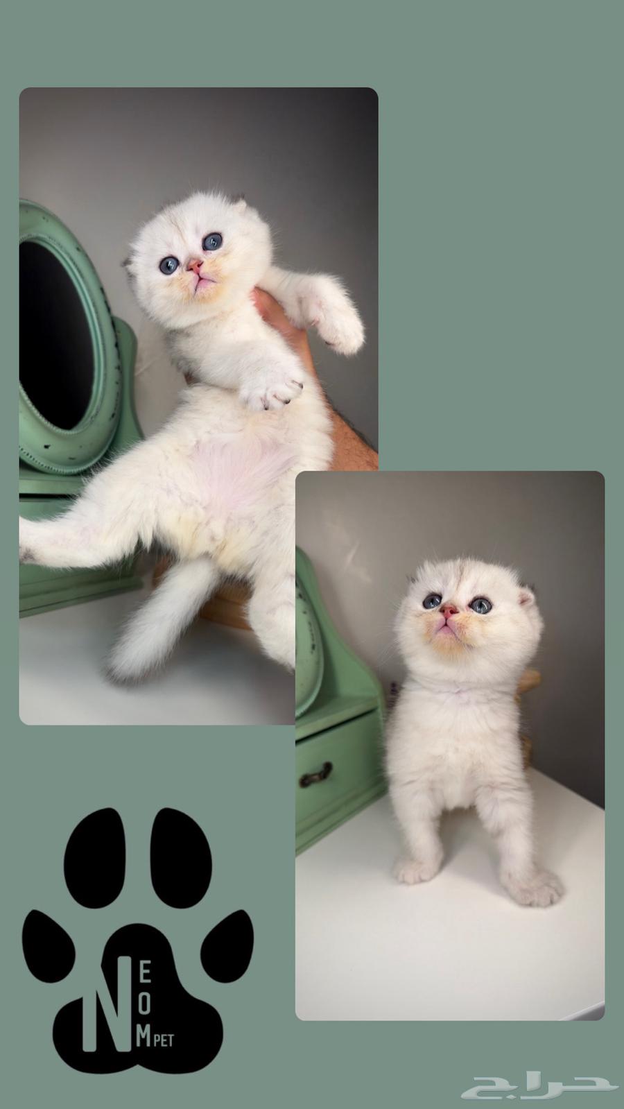 Scotch Fold, British Gold, Street Short Hair, Shirazi, Himalayan cats for sale63178653211394112