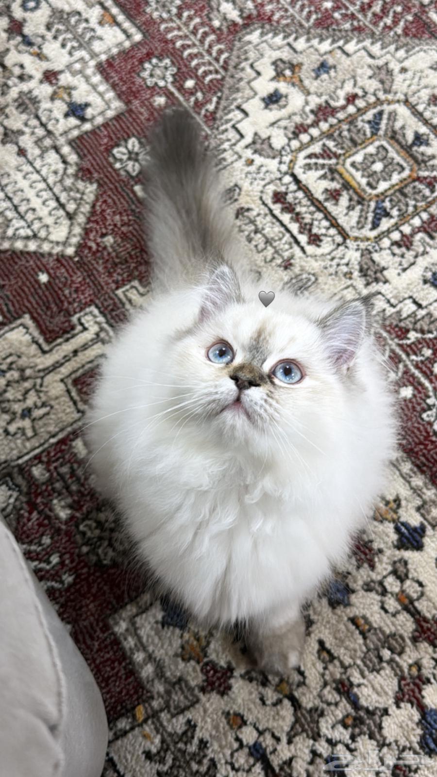 Shirazi and Himalayan hybrid cat63178155951619113