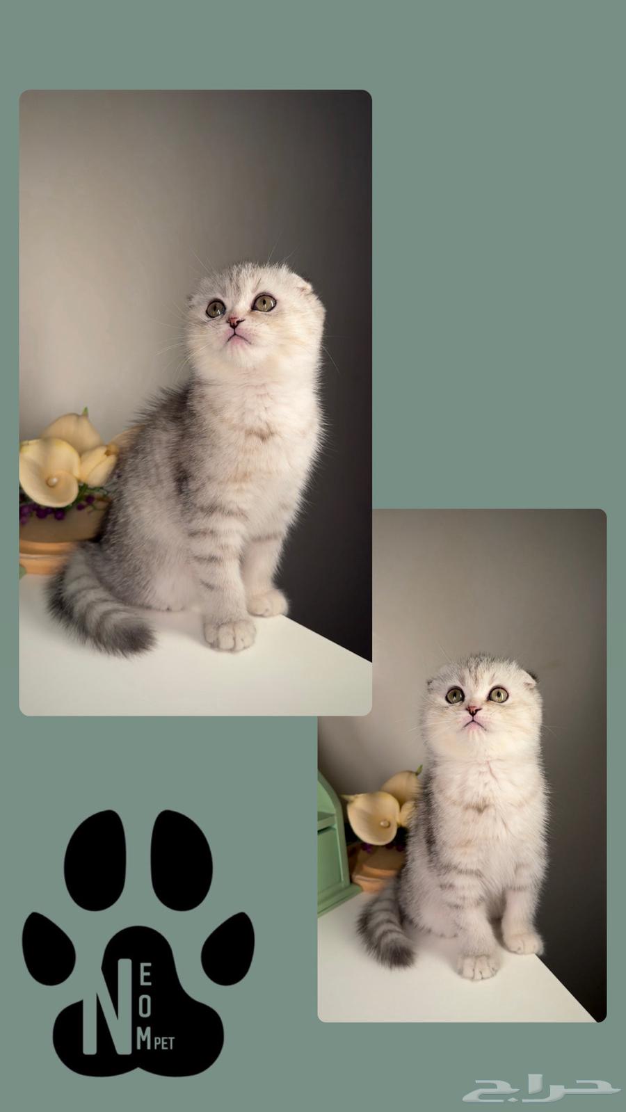 Scotch Fold, British Gold, Street Short Hair, Shirazi, Himalayan cats for sale63178653211394114