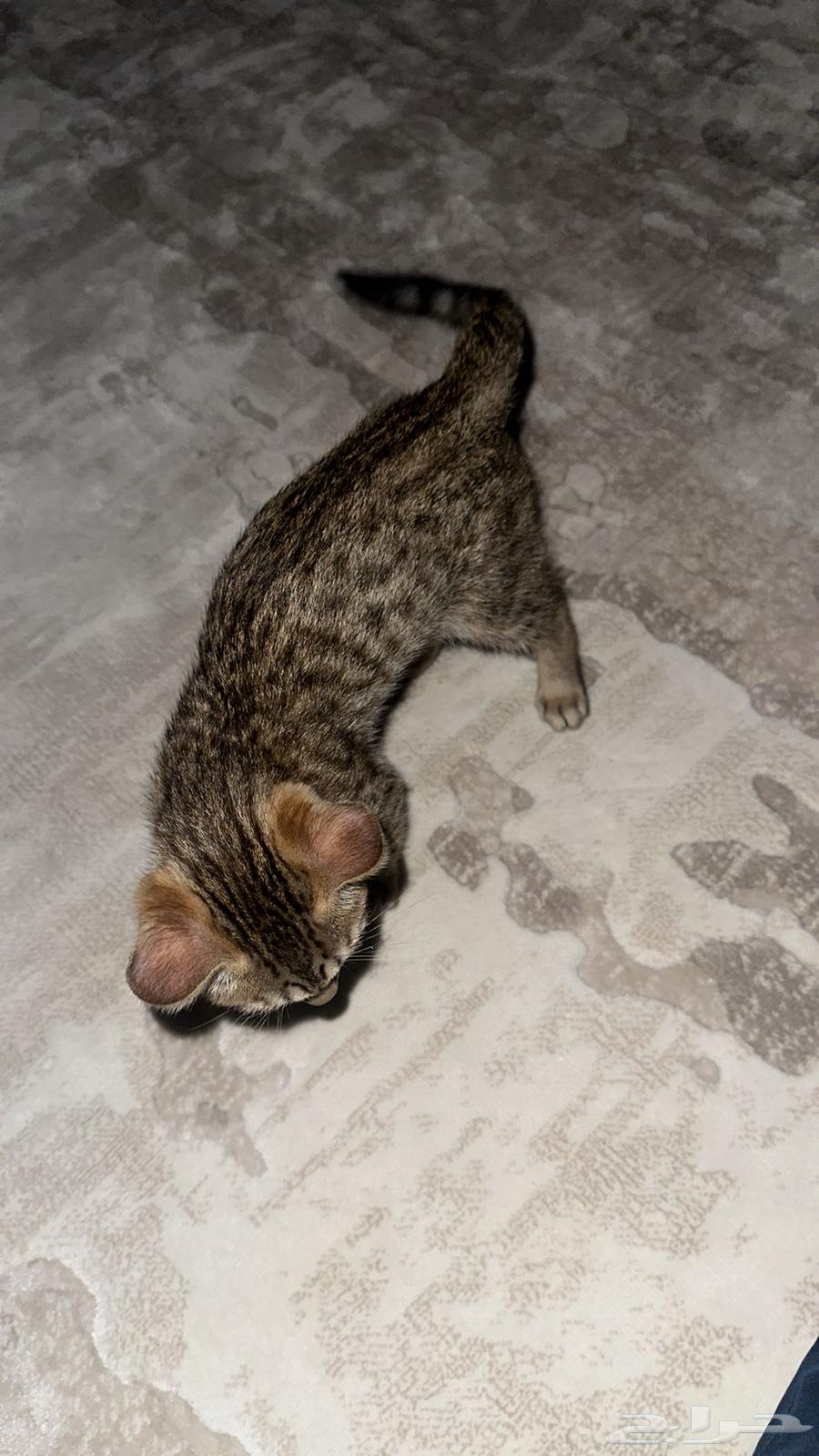 Pure Bengal cats for sale63177704040323112