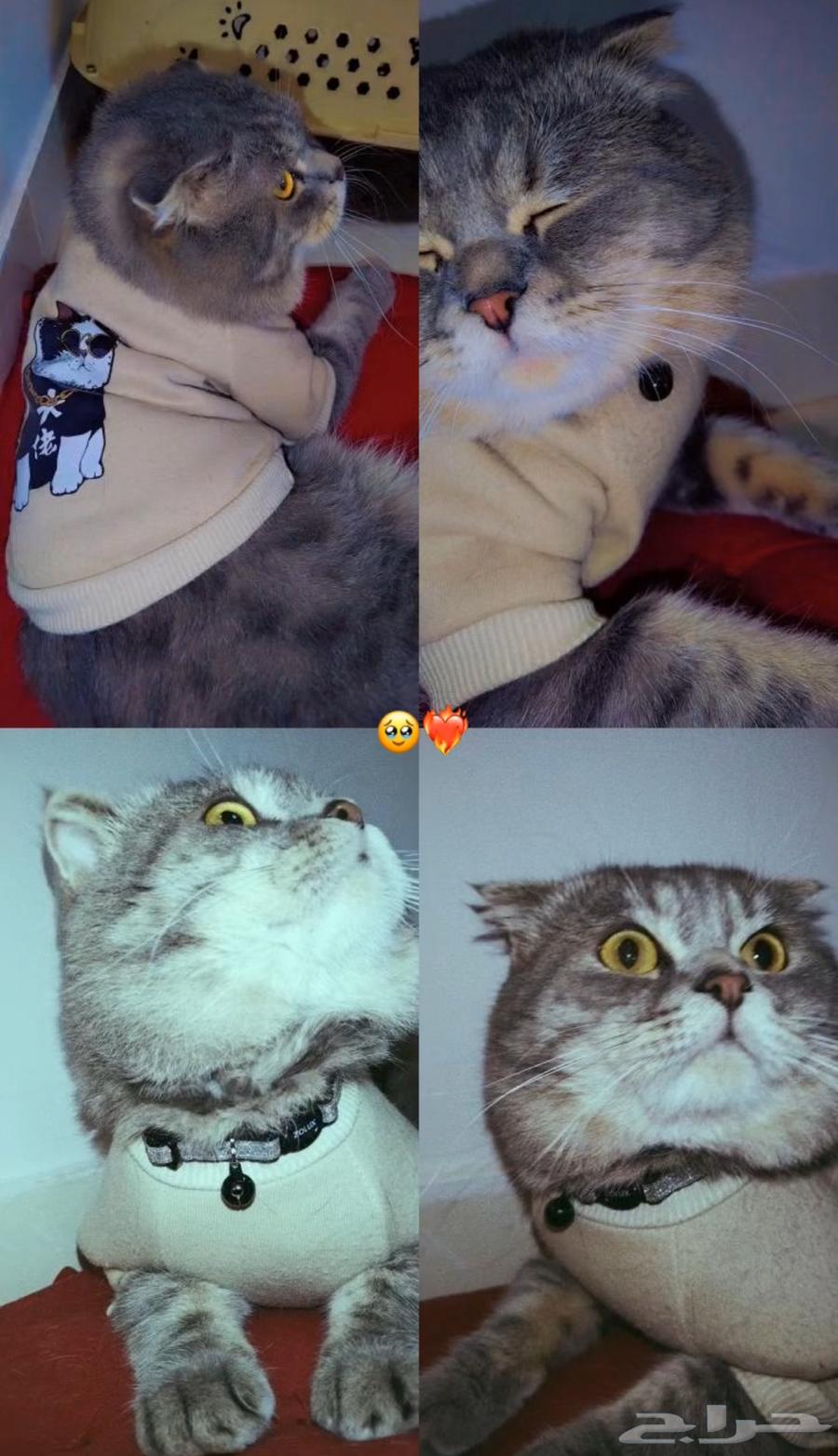 Cat hotel63178664931202112