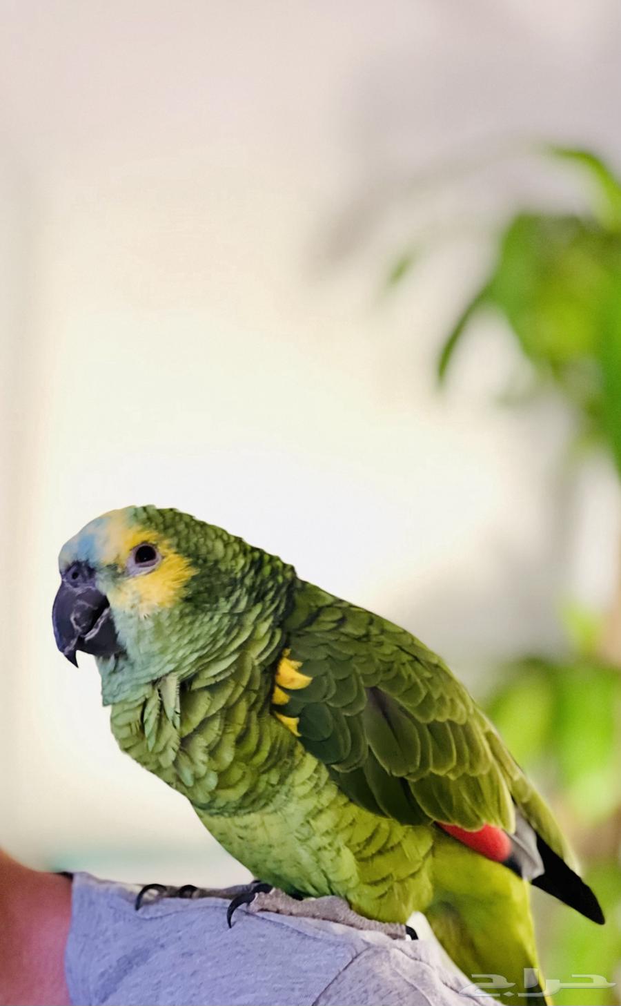 Blue-fronted Amazon parrot blue fronted631796115326731110