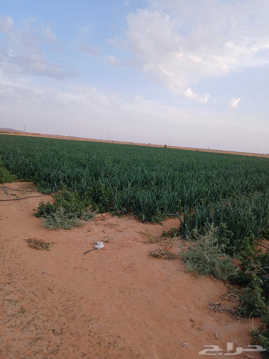 بصل للبيع - تم البيع63178183493761111