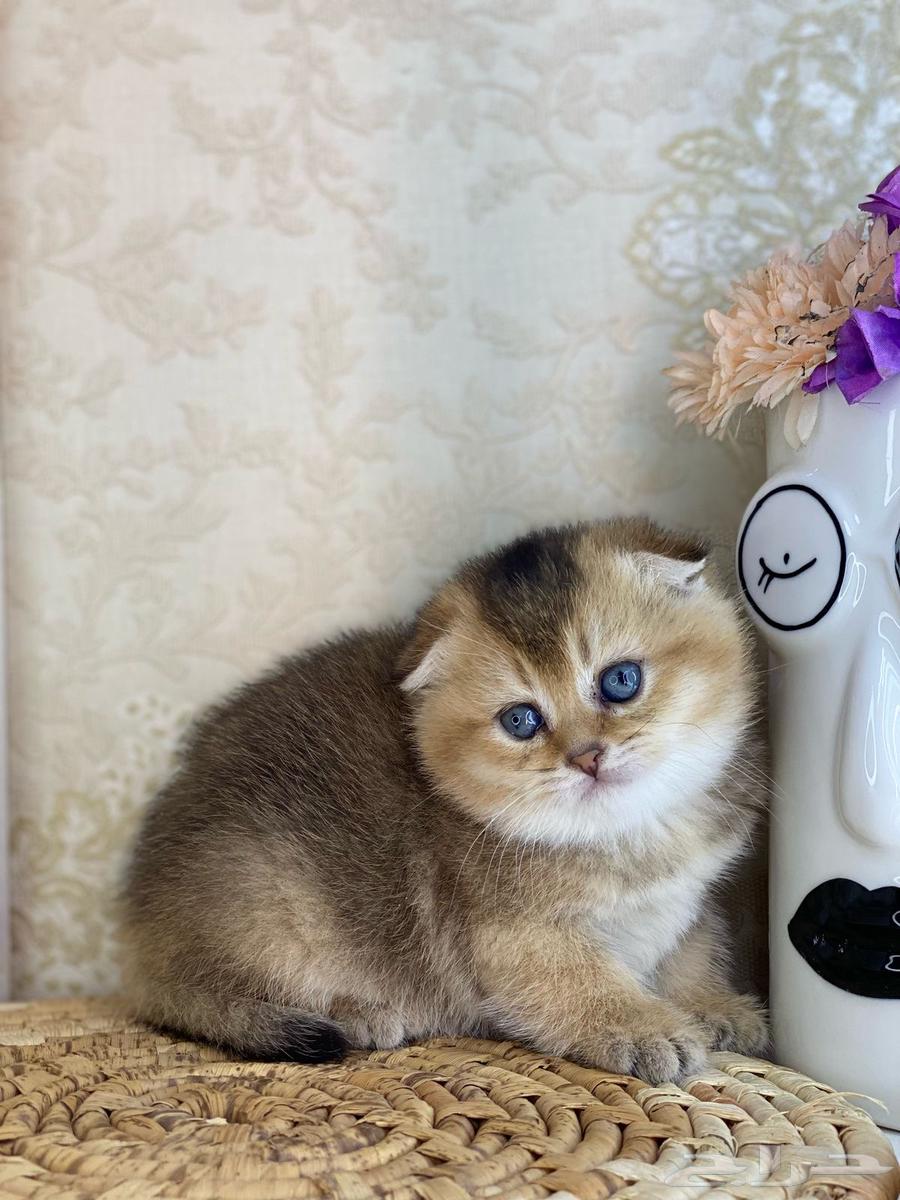 Scottish Fold kitten, pure cat, British Gold, pure cat, cat kitten63177332637314114